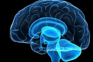 Влияние сна на головной мозг человека